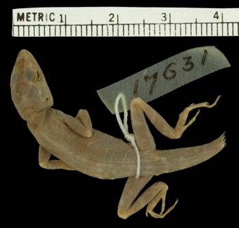 Media type: image;   Herpetology R-17631